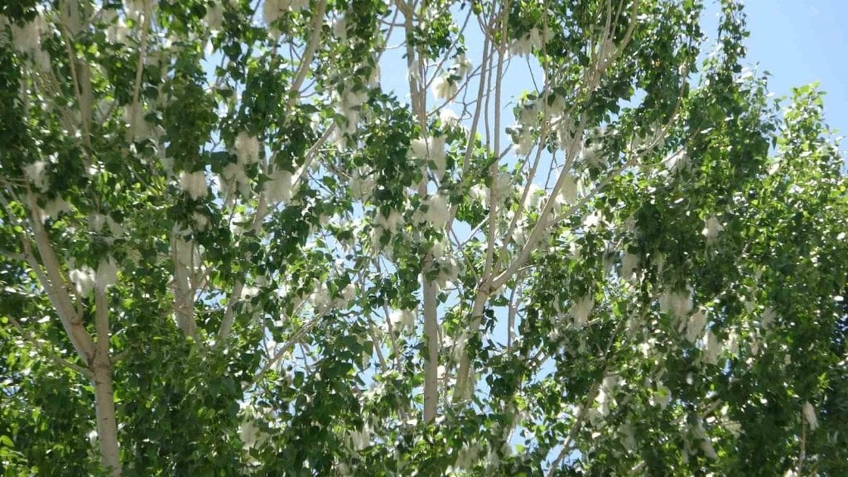Van'da polen alarmı: Alerjik hastalar dikkat
