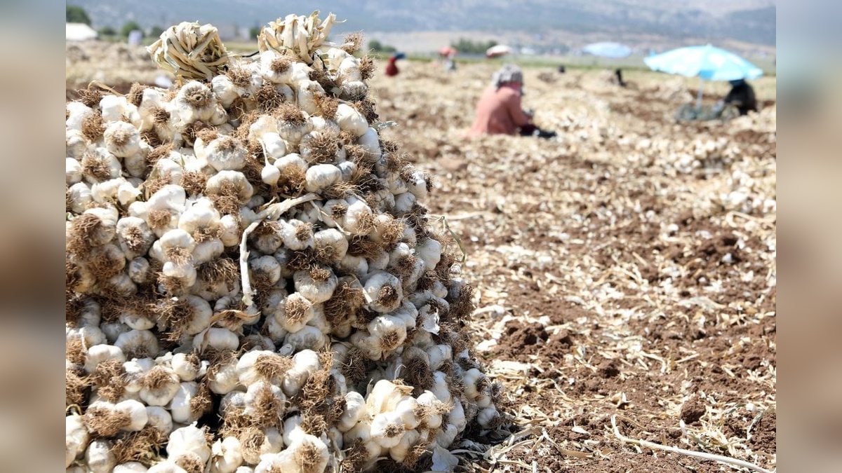 Araban'da sarımsak hasadı başladı: Rekolte 40 bin tonu bulacak