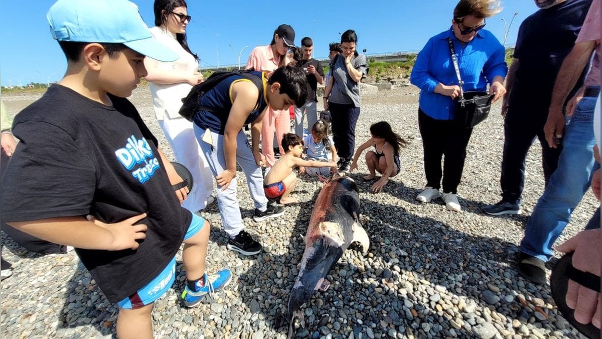 Trabzon'da sahile ölü yunus vurdu
