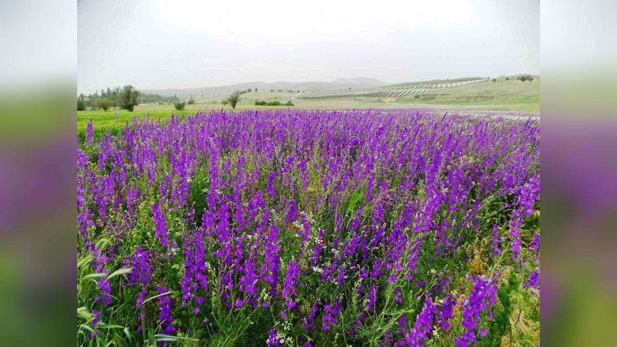 Kütahya'da mor renkli yabani otlar eşsiz manzara oluşturdu