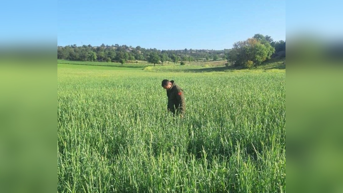 Afyonkarahisar'da süne zararlısına karşı mücadele başlatıldı
