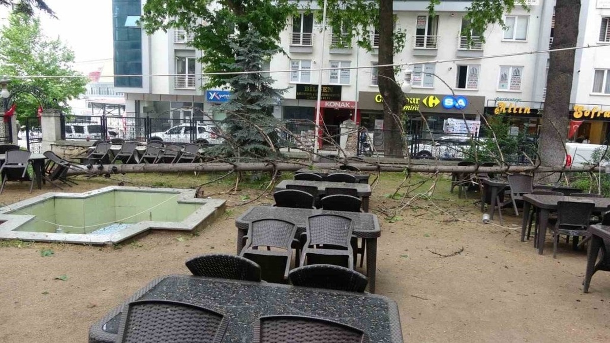 Bilecik'te 18 metrelik çam ağacı kökünden koptu