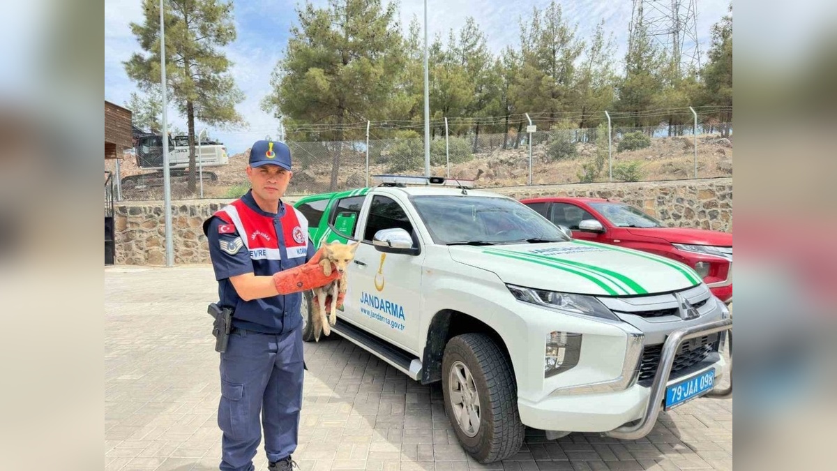 Kilis'te yaralı tilki tedavi altına alındı