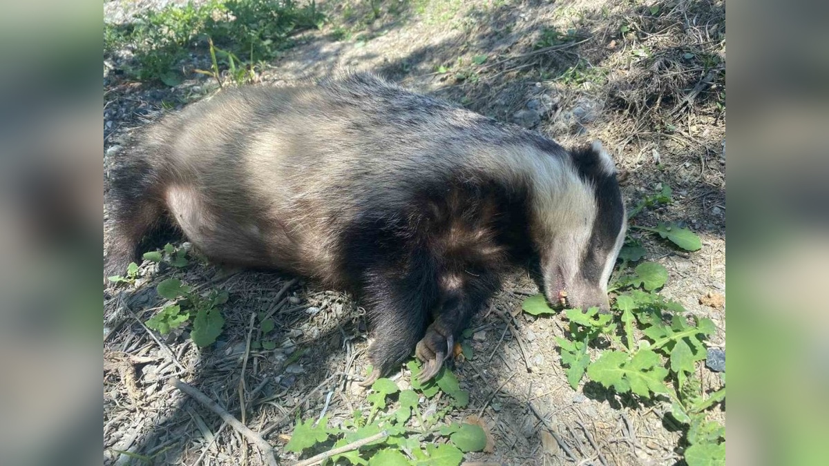 Orhangazi-İznik yolunda nesli tükenmekte olan Avrupa porsuğu ölü bulundu
