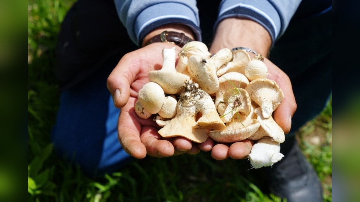 Bayburt'ta vatandaşlar ayıların gezdiği dağlarda şifa arıyor