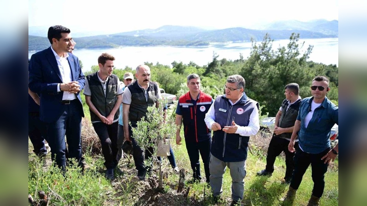 Sinop'ta 80 bin yabani zeytin ağacı aşılanarak ekonomiye kazandırılacak