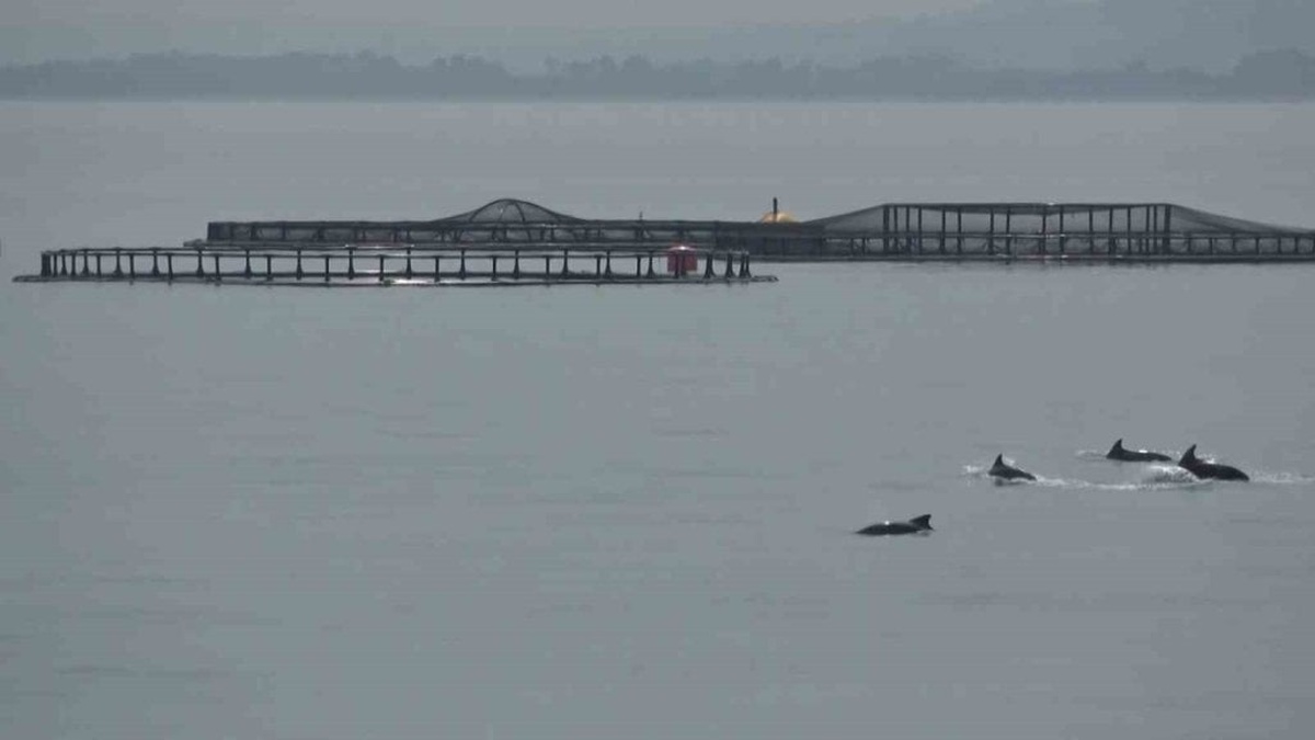 Samsun'da yunuslar, Türk somonu hasadına eşlik etti