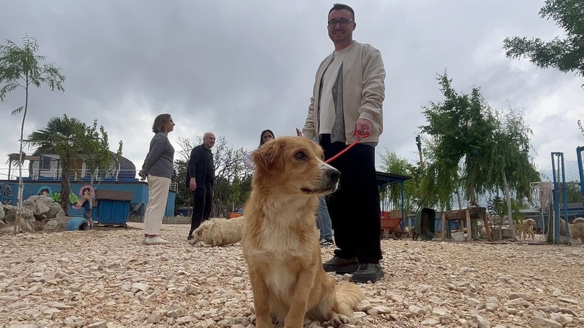 Bursa'da terk edilen hayvanlar, Emekli Hayvanlar Çiftliği'nde sahiplenilmeyi bekliyor