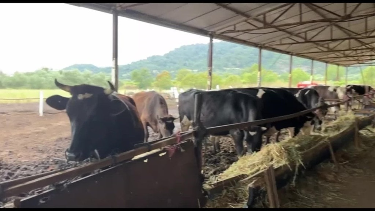 Besicilerden kurbanlık satış kampanyası: Elden taksit, mazot ve kredi kartı seçenekleri