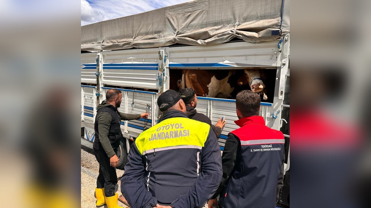 Tekirdağ'da kaçak hayvan getiren besiciye 105 bin lira ceza