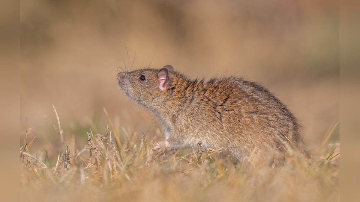 Diyarbakır'da kahverengi sıçan araştırması