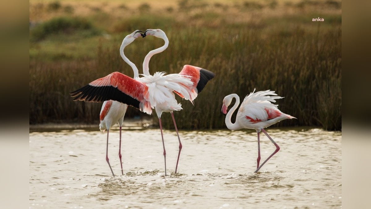 Alaçatı'da fotoğraf ve dans dolu günler