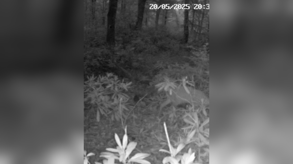 Bartın'da kaybolan yavru karaca, annesiyle buluştu