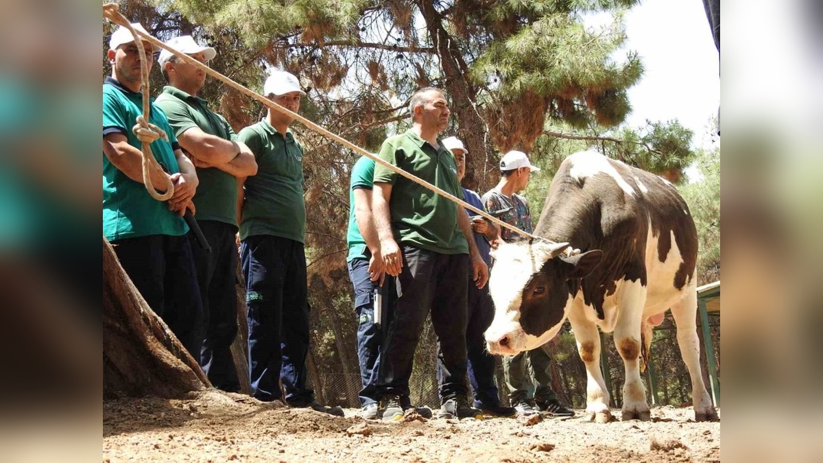 Gaziantep'te kaçan kurbanlıklar için özel tim hazır