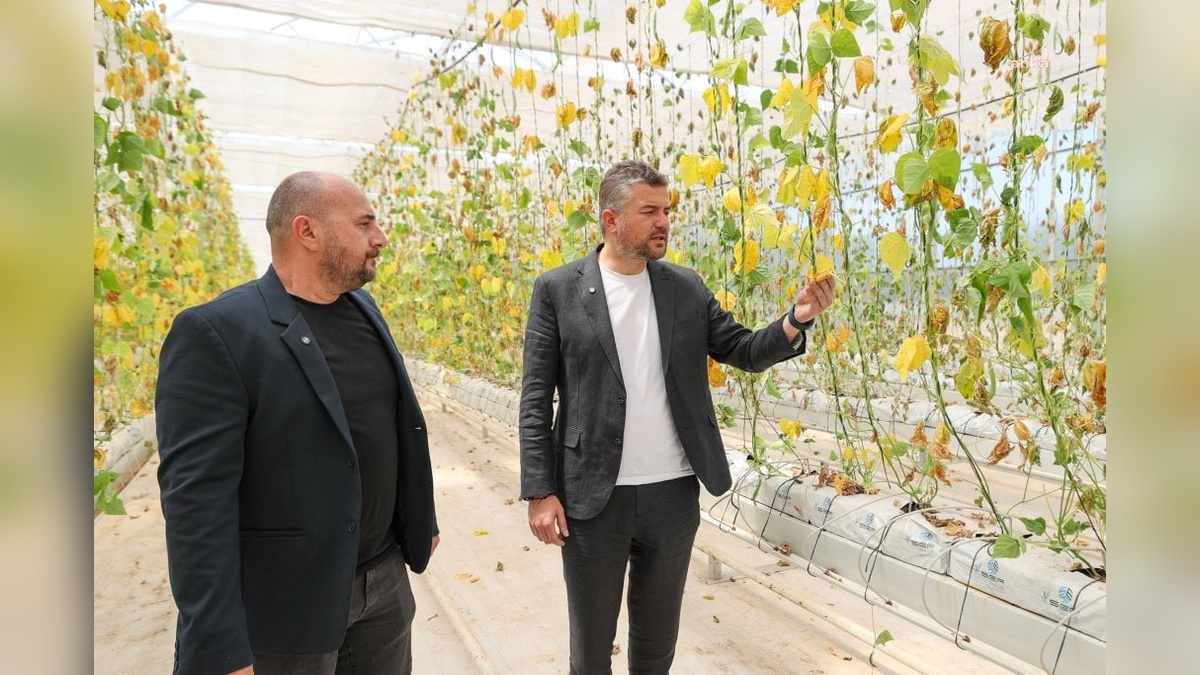 Buca Belediyesi'nden dayanışma çağrısı: 28 Mayıs'ta toplu fide dikimi