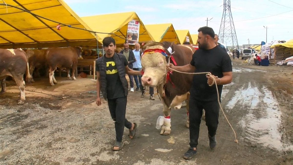 Esenyurt'ta 1,5 tonluk boğa, Cumhurbaşkanı Erdoğan'a hediye edilecek