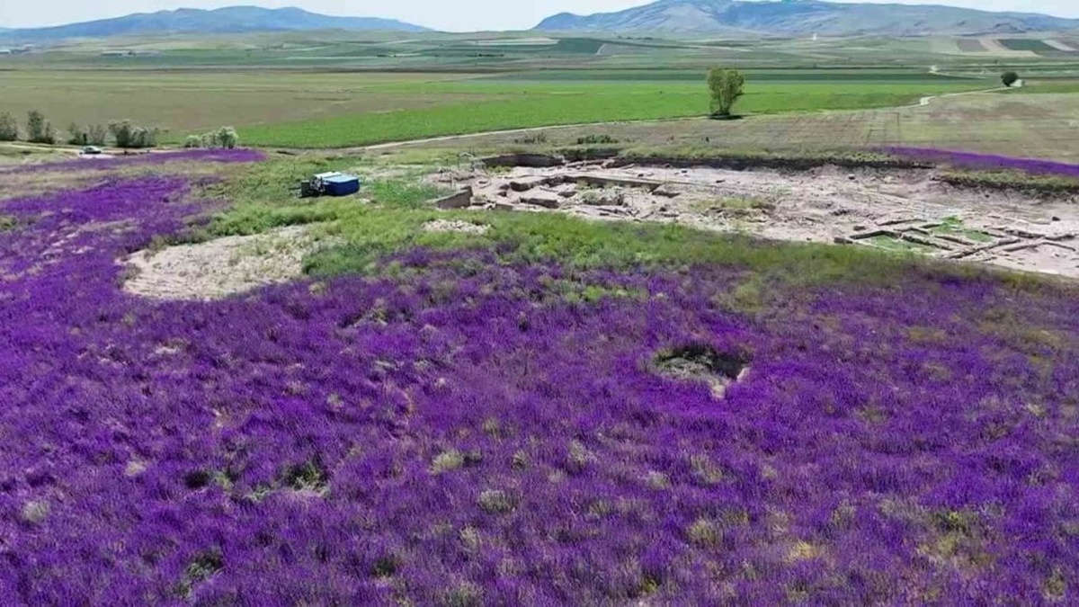 Amasya Oluz Höyük'te mor çiçekler resitali
