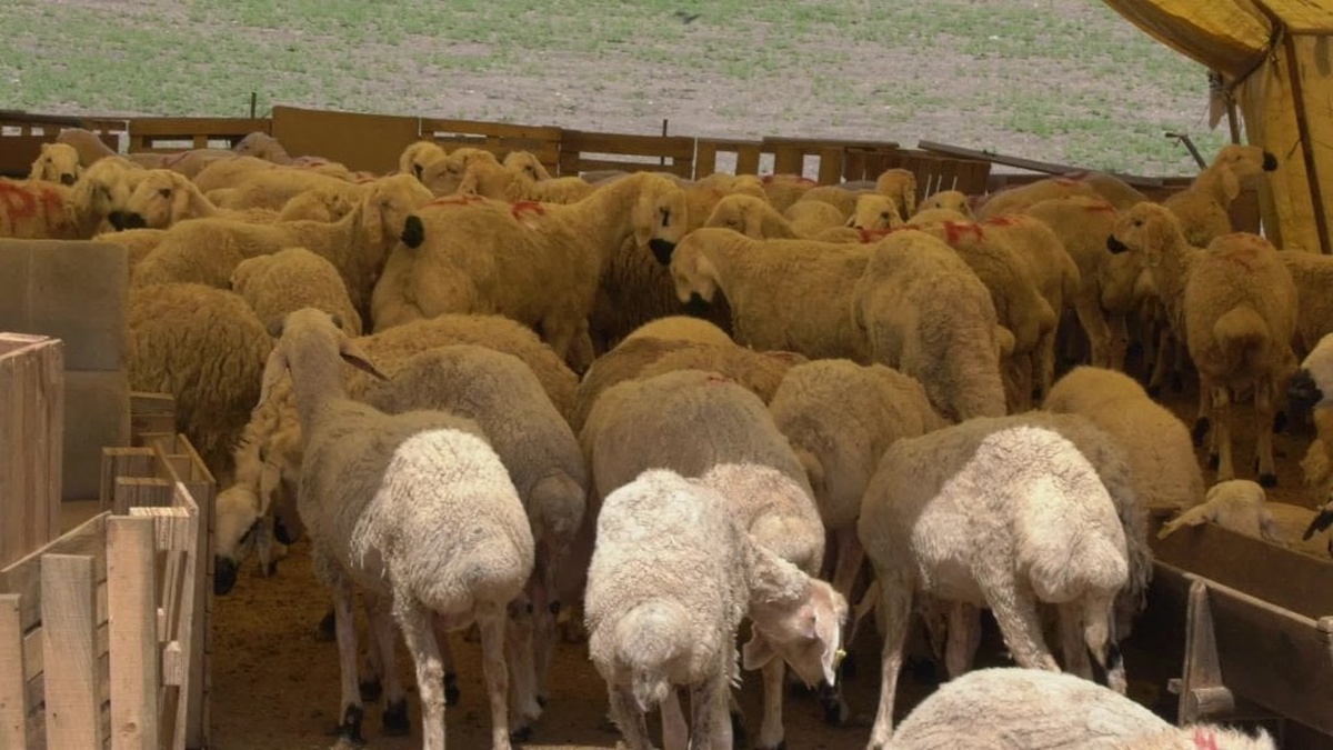 Ankara'da kurban pazarları kuruldu: Üreticiler maliyetlerden şikayetçi