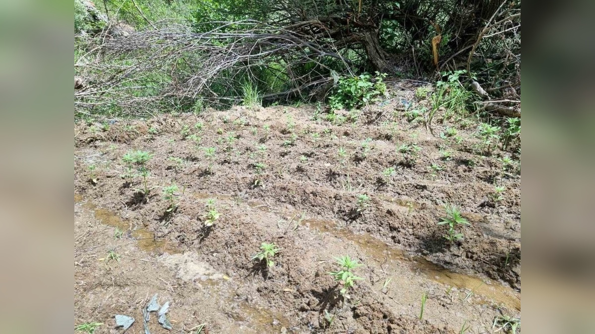 Bingöl'de 330 kök kenevir ele geçirildi