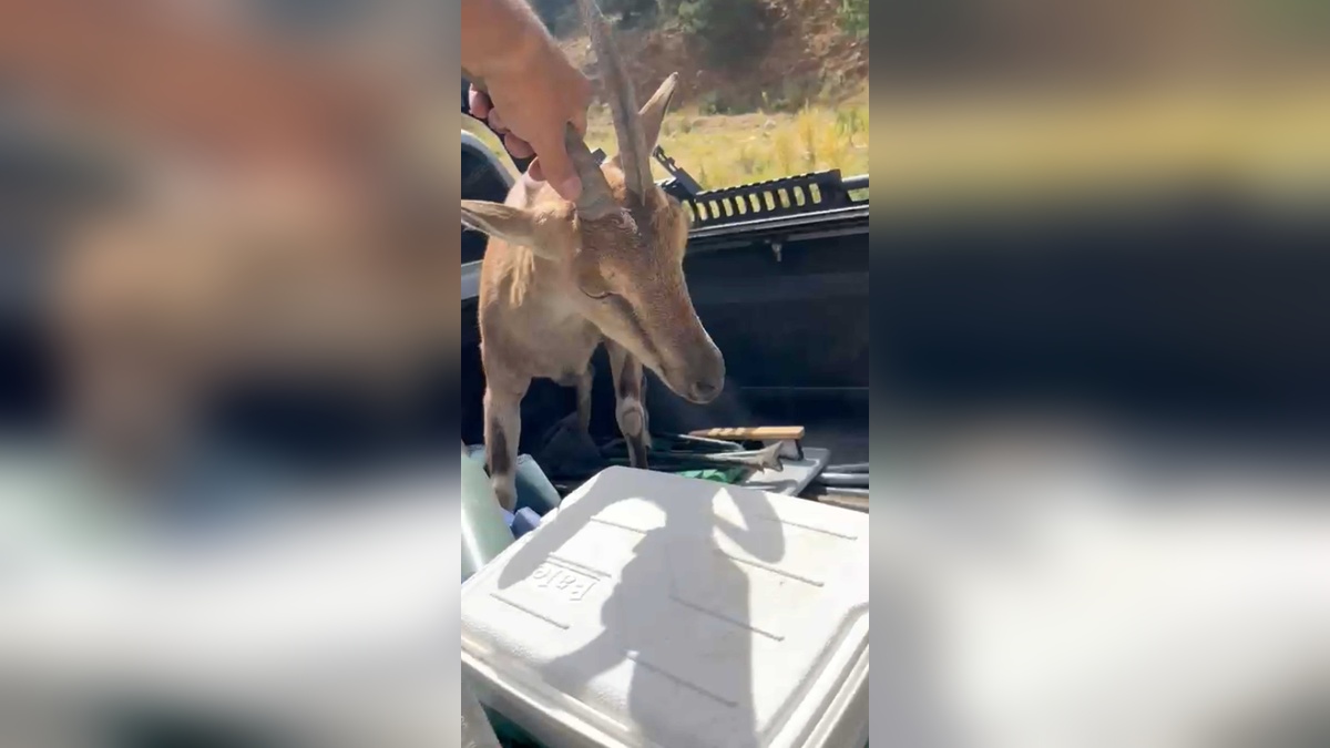 Antalya'da bitkin halde bulunan dağ keçisi, 2 arkadaş tarafından doğaya bırakıldı