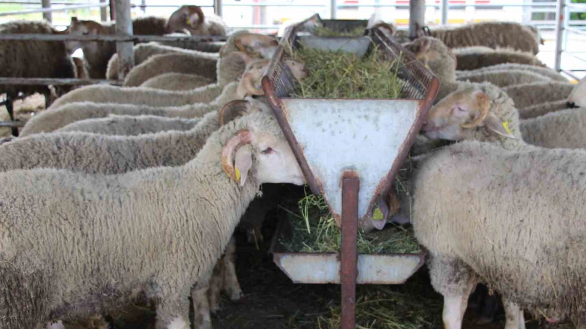 Kurban Bayramı'na günler kala pazarda durgunluk