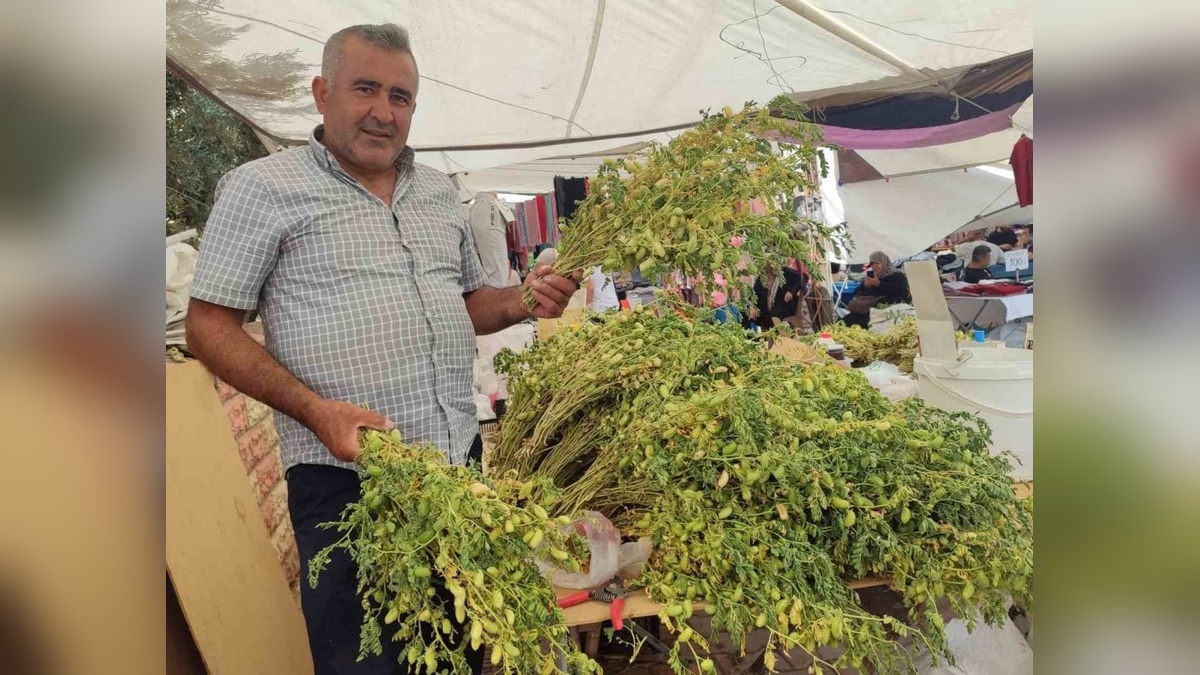 Kahramanmaraş'ta yeşil nohut tezgahlarda yerini aldı