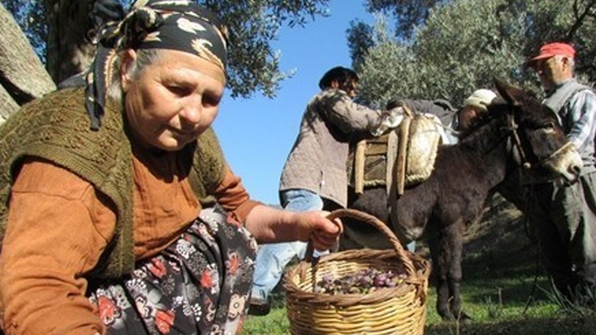 Sofralık zeytin ihracatında dev artış!