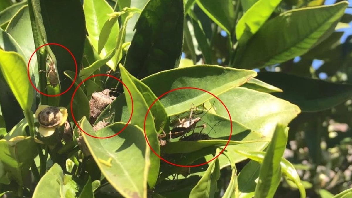 Karacabey'de kahverengi kokarca böcekleri meyve ağaçlarına zarar veriyor