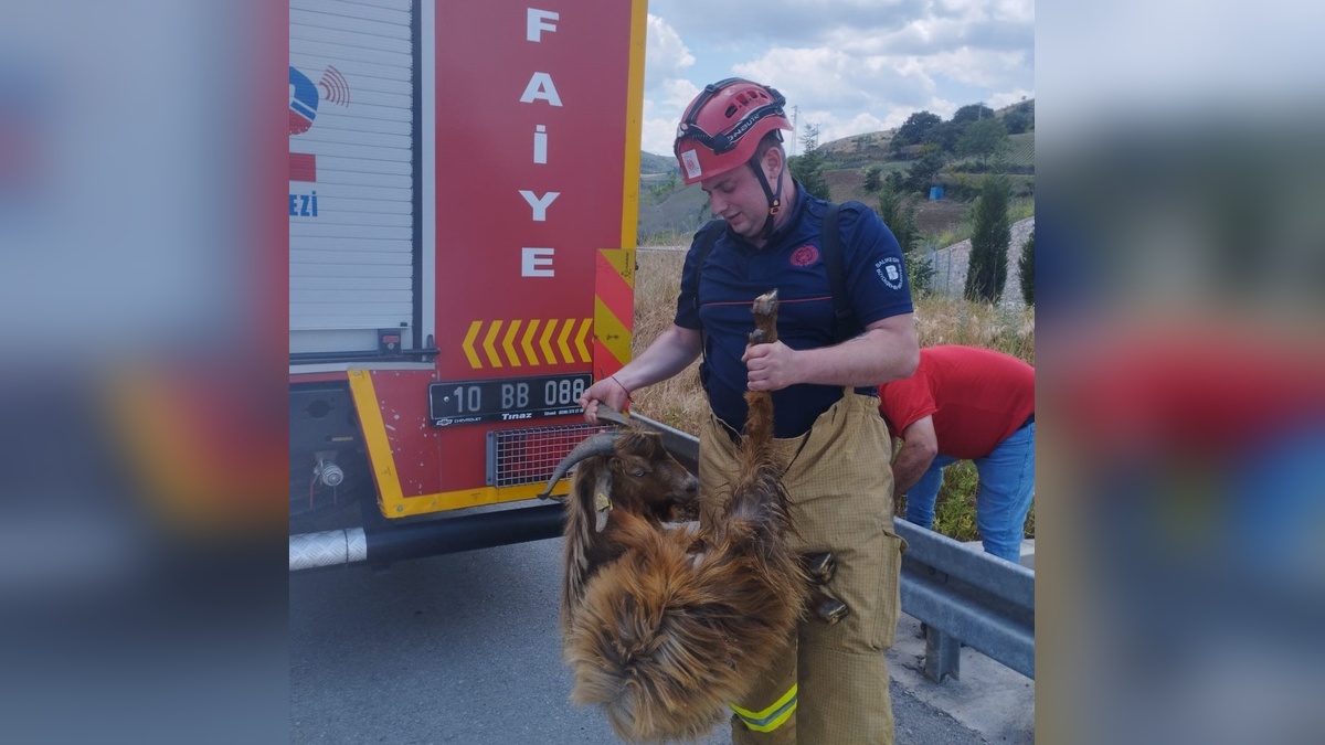 Susurluk'ta kanala düşen keçi kurtarıldı