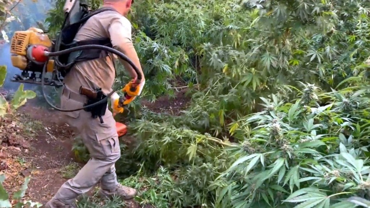 Diyarbakır'da 3 milyon 476 bin kök kenevir ele geçirildi