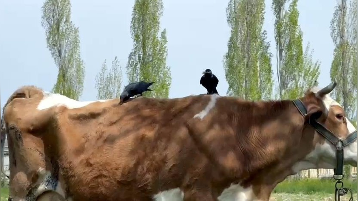 Erciş'te 2 cüce karga, inekten kopardıkları tüylerle yuva yaptı