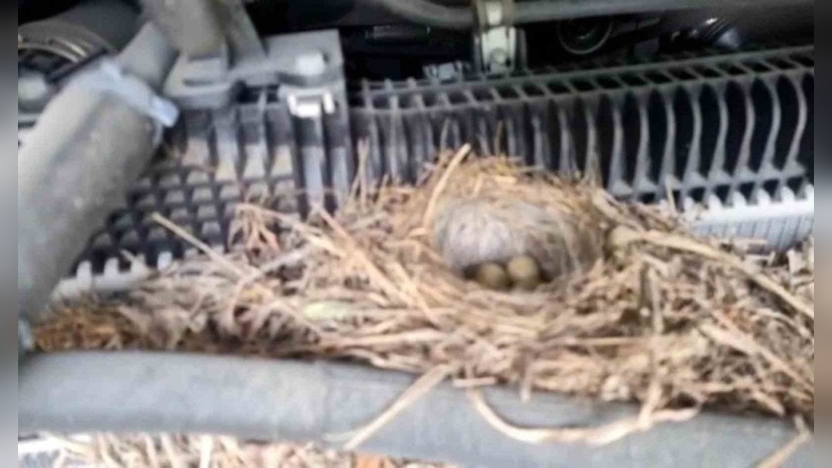 Rize'de hafriyat kamyonu motorundaki kuş yuvası için 15 gündür çalıştırılmıyor
