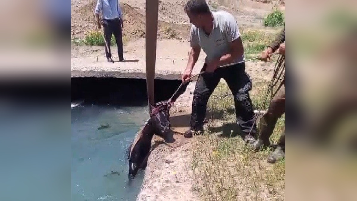Erzincan'da kayıp at, sulama kanalında bulundu
