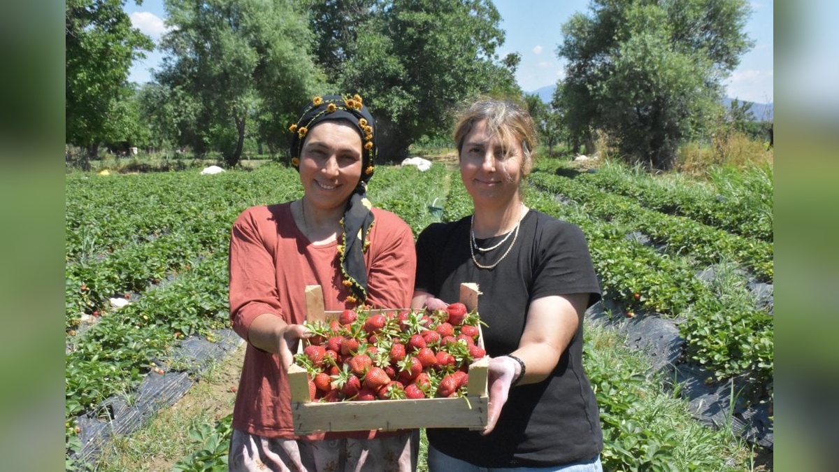 Tire'de kadınlar organik çilek üretiminde öncü oldu