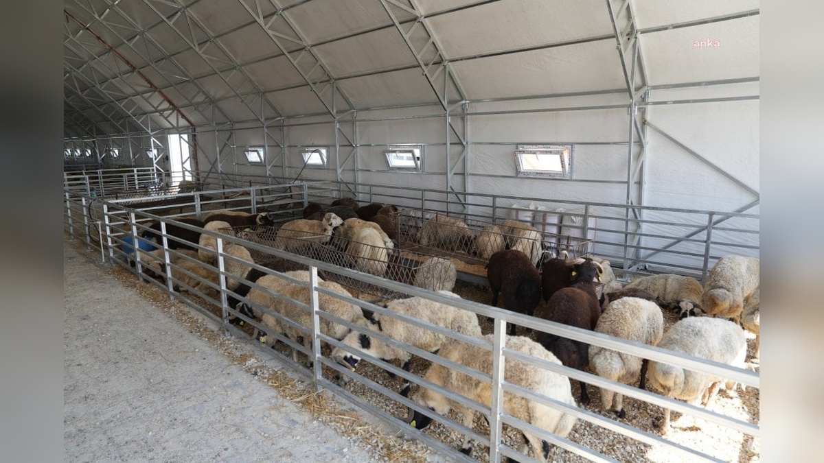 Eskişehir Büyükşehir Belediyesi Hayvan Pazarı, Kurban Bayramı'na hazır