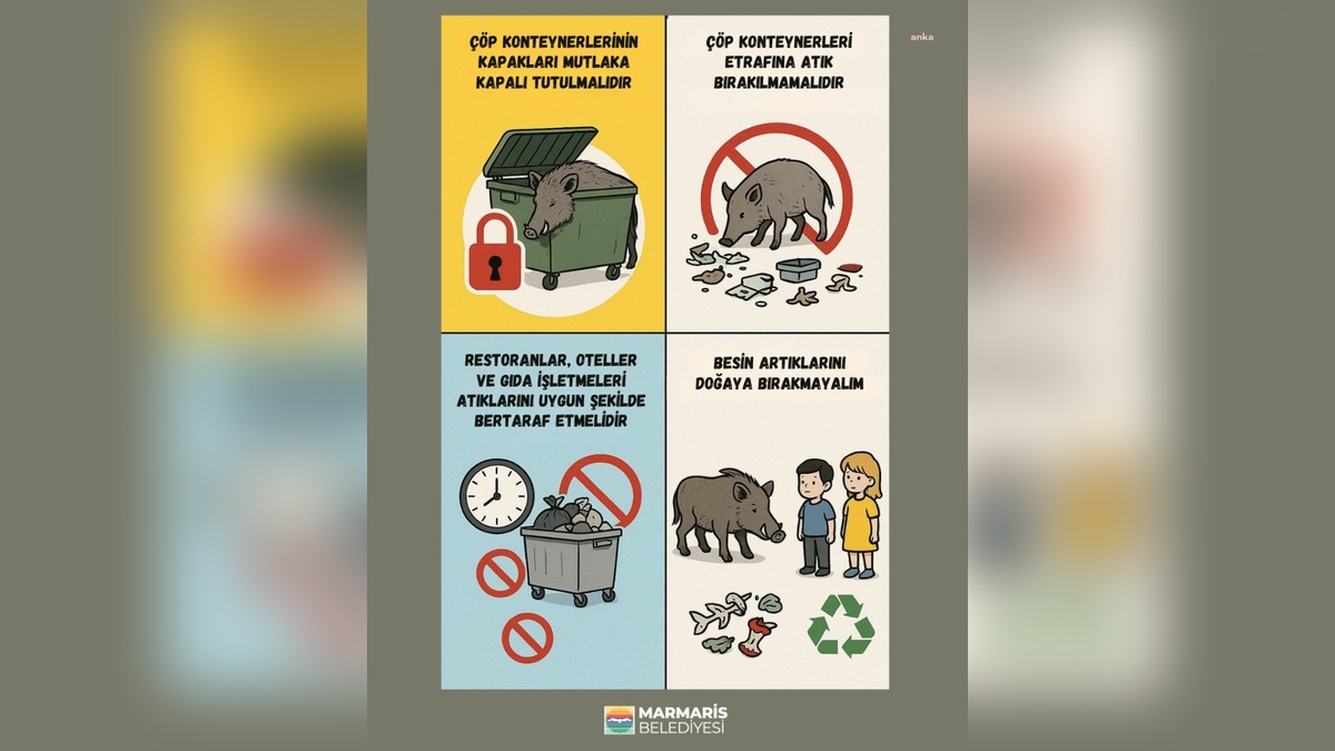 Marmaris Belediyesi'nden yaban domuzları uyarısı