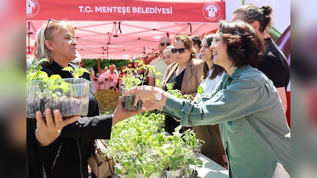 Menteşe Belediyesi 60 bin adet sebze fidesini ücretsiz dağıttı