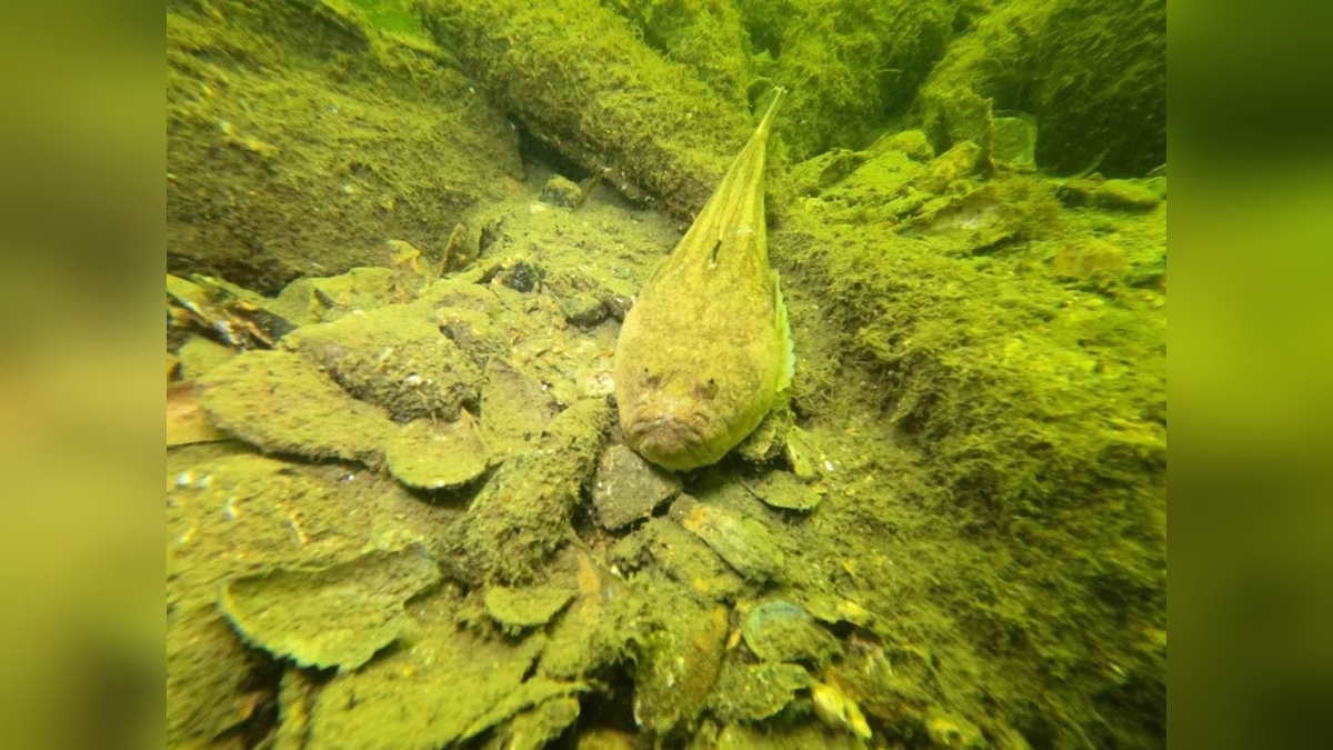 Bursa Büyükşehir Belediyesi, Gemlik körfezi'nde deniz dibi temizliği gerçekleştirdi