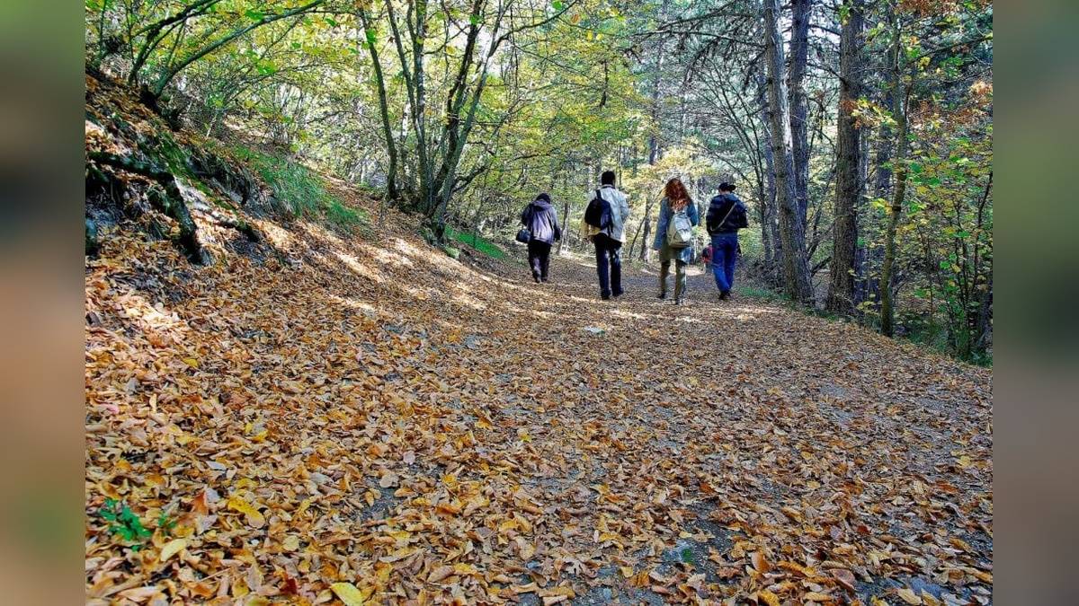 Eskişehir ve Afyonkarahisar'da 15 Haziran'dan itibaren ormanlara giriş yasağı