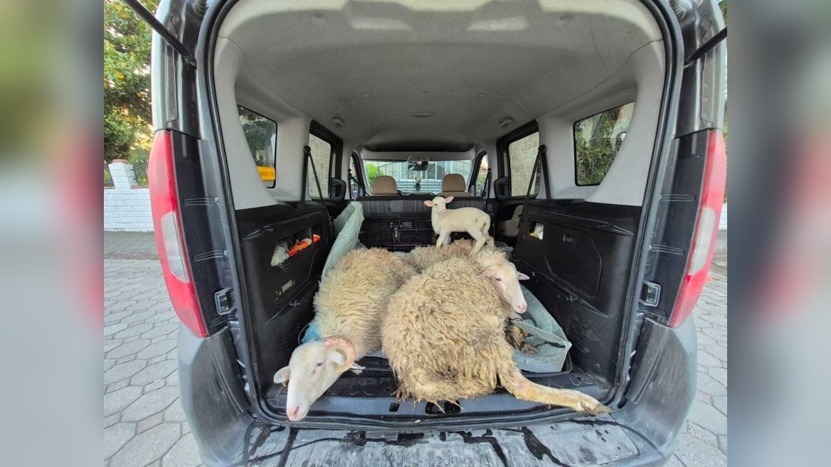 Sapanca'da kurbanlık hırsızlığı: 4 küçükbaş çalan karı koca tutuklandı