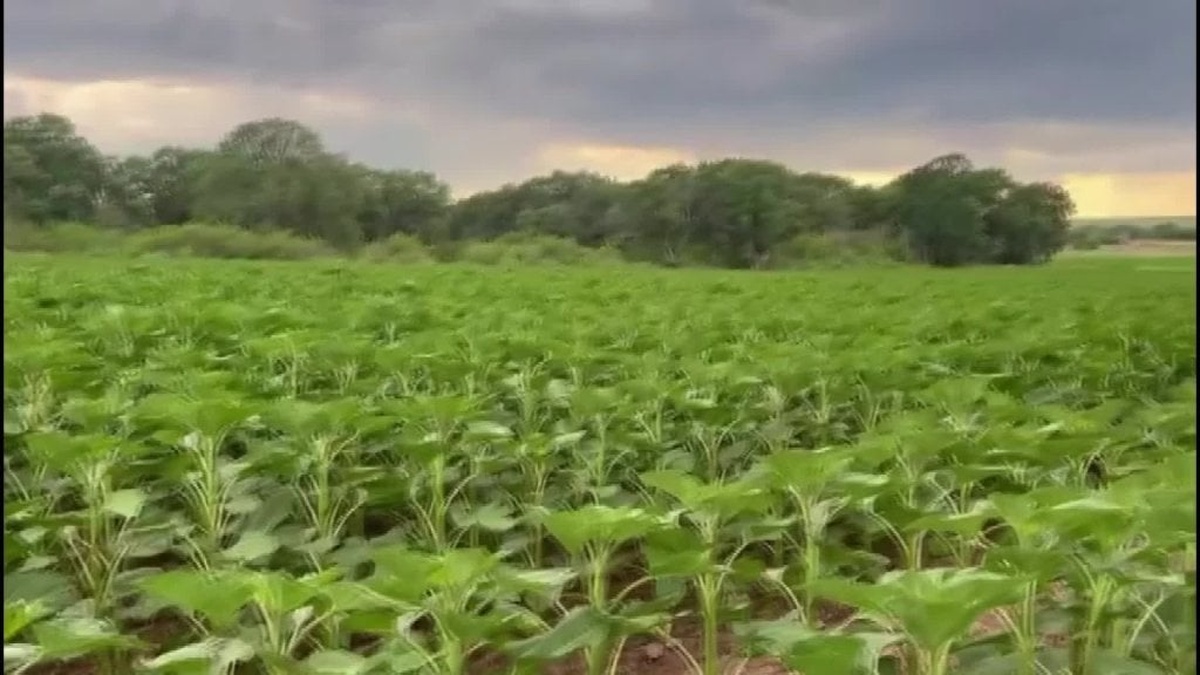 Edirne'de ayçiçeği üreticileri 9 aydır destek bekliyor