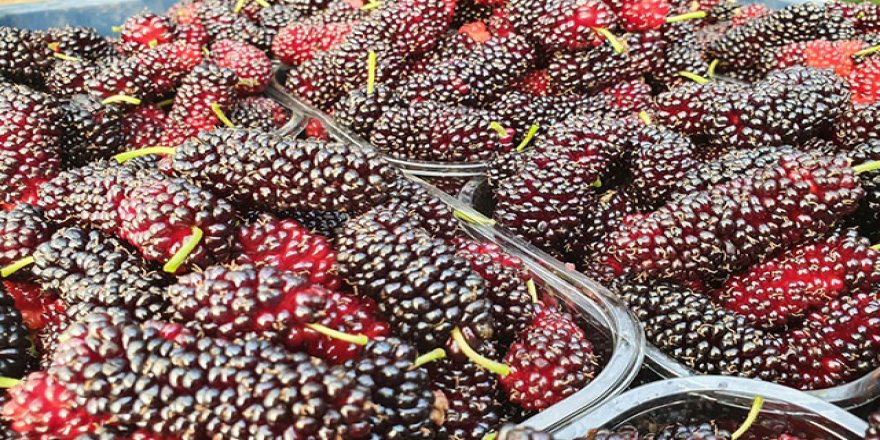 Yılın ilk karadutu Silifke'den