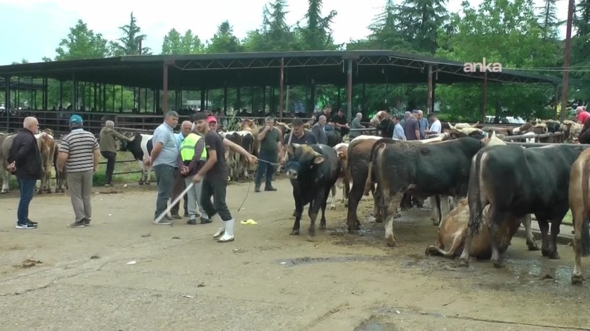 Düzce Hayvan Pazarı’nda kurbanlık fiyatları geçen yılla aynı