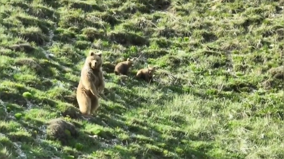 Erzincan'da çoban, drone ile ayı ailesini uzaklaştırdı