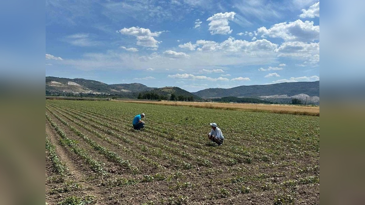 Aydın'da pamuk üreticilerine zararlılar için uyarı