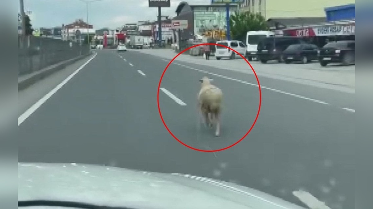Yalova'da kurbanlık koyun trafiği yavaşlattı