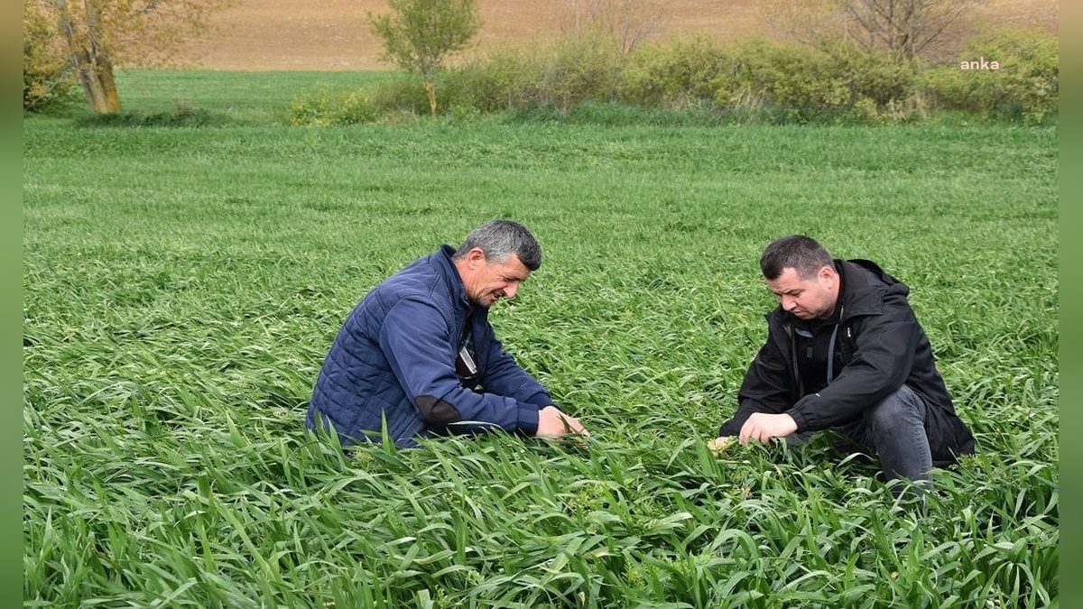 Tekirdağ Büyükşehir Belediyesi'nden 4.965 çiftçiye 477 ton yem tohumu desteği