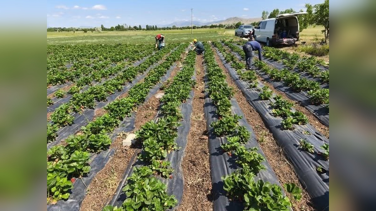 Beyşehir'de çilek hasadı öncesi pestisit denetimi
