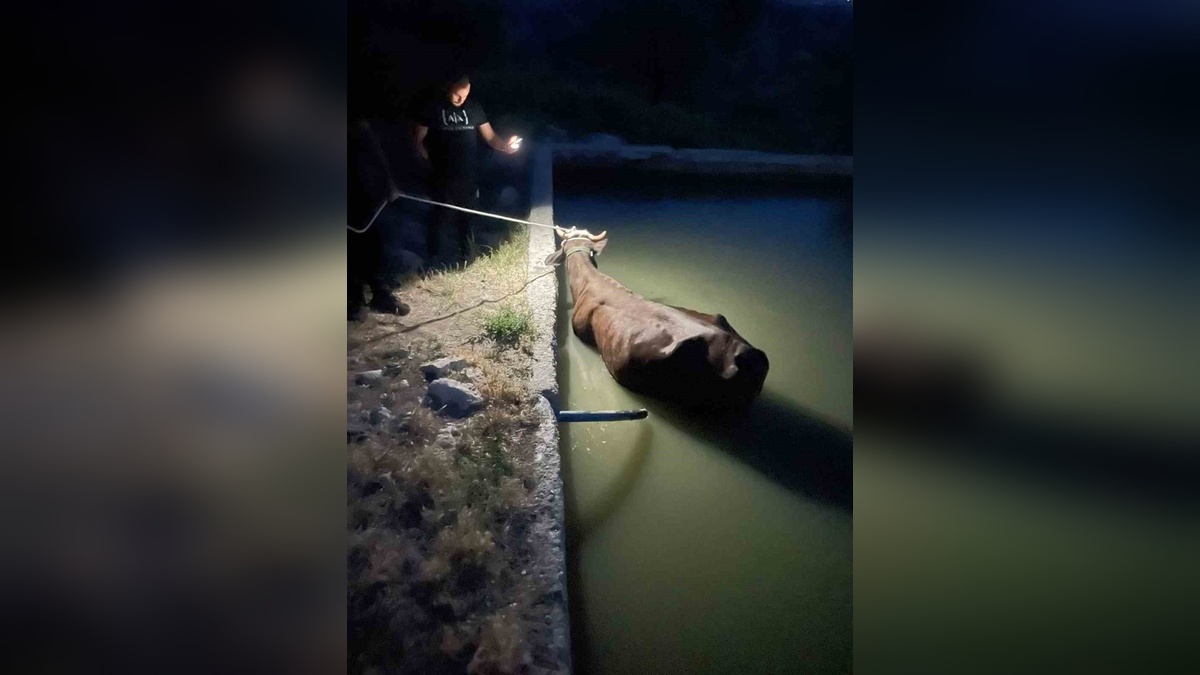 Adıyaman'da sulama havuzuna düşen inek kurtarıldı