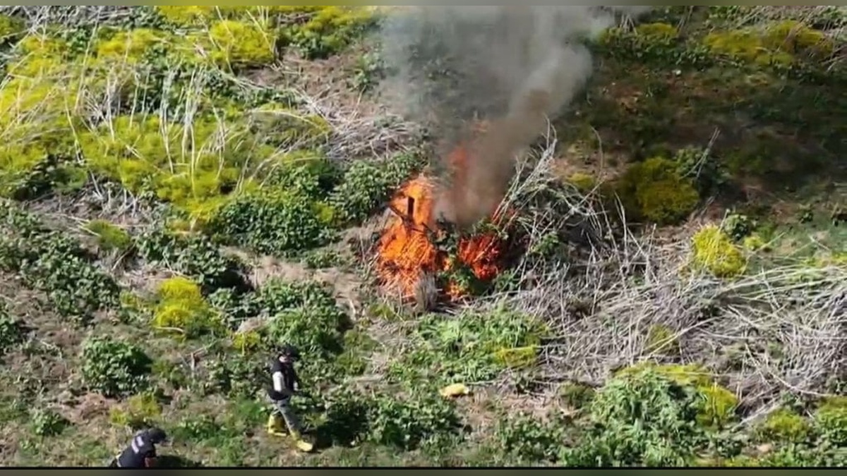 Diyarbakır'da 100 milyon TL değerinde kenevir imha edildi